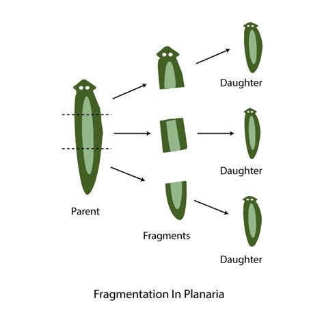 Types of Asexual Reproduction - GeeksforGeeks