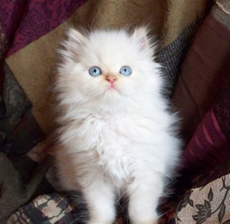 Available Kittens - Himalayan Kitty