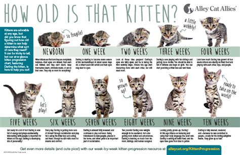 Newborn Kitten Progression & Cat Age Chart with Pictures | Alley Cat Allies