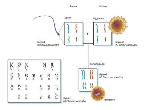 56 Best Of Which Of The Following Tissue Cells Have Haploid Number Of ...