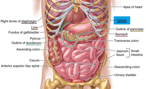 Spleen - Location & Function - Symptoms of Enlarged & Ruptured Spleen