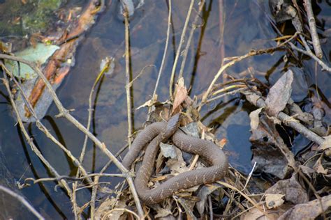 How to Identify a Baby Cottonmouth Snake (16 Helpful Photos)