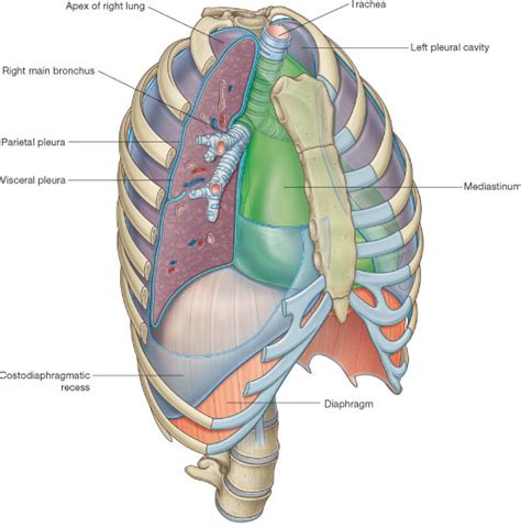 Pleura - parietal, visceral and mediastinum ~ Medicine Hack