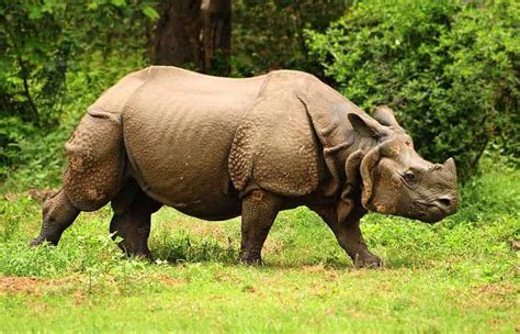 Top Best 12 Things To Do In Kaziranga National Park The Serengeti Of East!