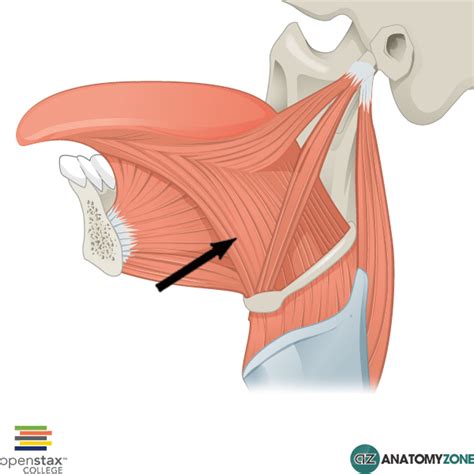 extrinsic muscles of tongue Archives - AnatomyZone