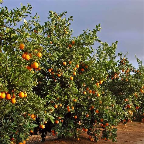 Cara Cara Orange Tree | Plants Express