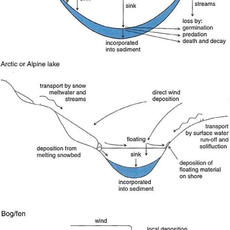 (PDF) Plant Macrofossil Introduction