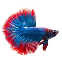 Petco Freshwater Fish: Betta, Tetra, Guppies & More | Petco - FISH CARE ...