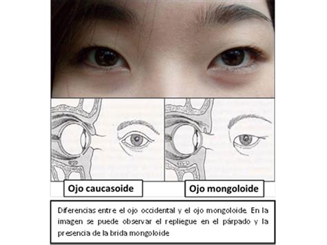 Metropolitano Distinguir Patriótico ojos rasgados significado ...