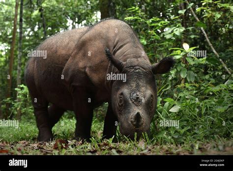 Bina, a Sumatran rhino at Sumatran Rhino Sanctuary in Way Kambas ...