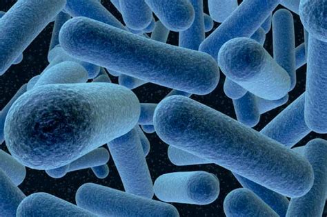 Lactobacillus Bulgaricus - Phytocode