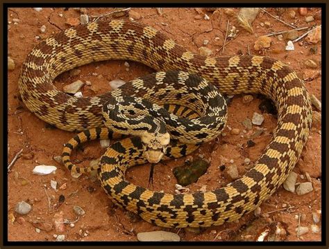 Non-Poisonous Gopher Snake on the Mesa Road West of Virgin, Utah ...