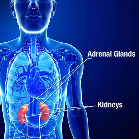 Clinical Case Reports Adrenal Gland | Hot Sex Picture