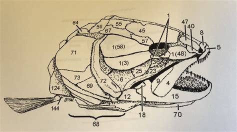 Skull of Bowfin Diagram | Quizlet