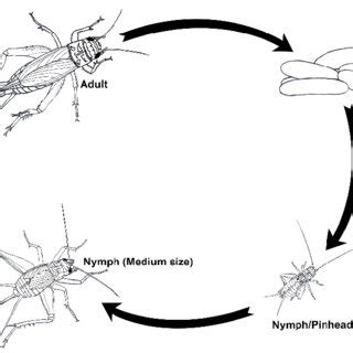 Cricket Life Cycle