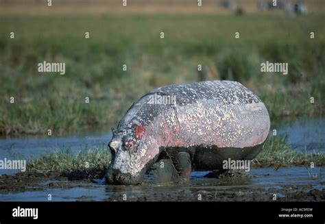 Hippopotamus covered in drying mud Hippopotamus amphibius Kenya Stock ...