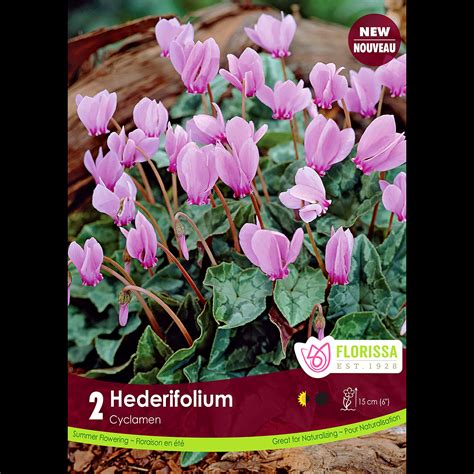 Cyclamen hederifolium alba | Winter Flowering Bulbs | Arts Nursery ...