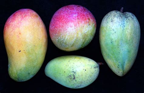 MANGO #136: COMPARISON of 4 Varieties | Left = Valencia Prid… | Flickr