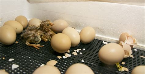 Baby Chickens Hatching