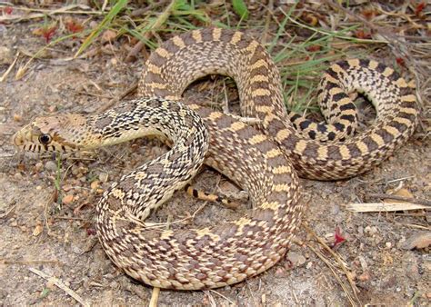 10 Dangerous types of Snakes found in Minnesota - World-Wire