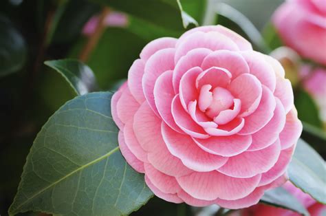 Boost Your Camellias Growth: A Guide to Watering and Fertilising - The ...