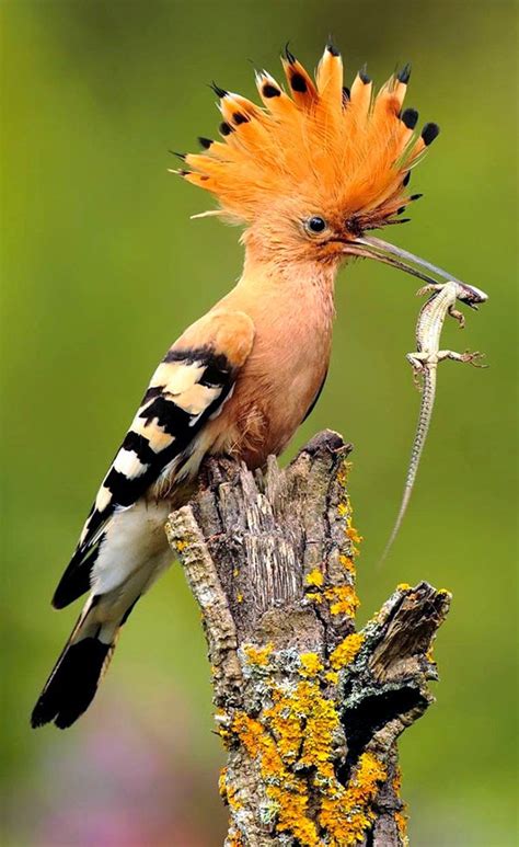 Amaze7: 22 Most Beautiful Birds In The World