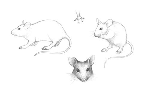 How to Draw a Mouse with Pen and Ink