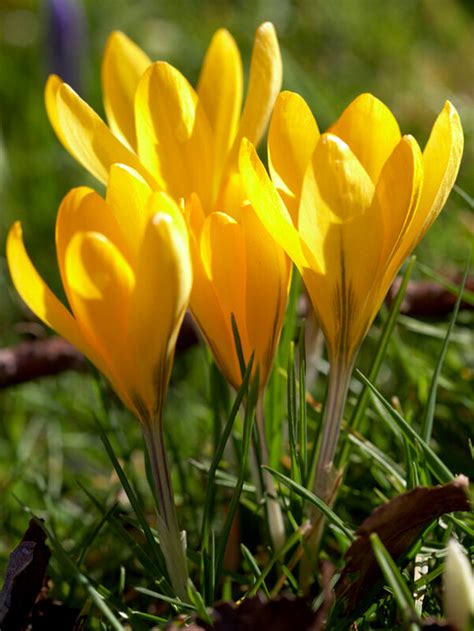 Crocus Giant Yellow | Order Your Flower Bulbs Online at DutchGrown™