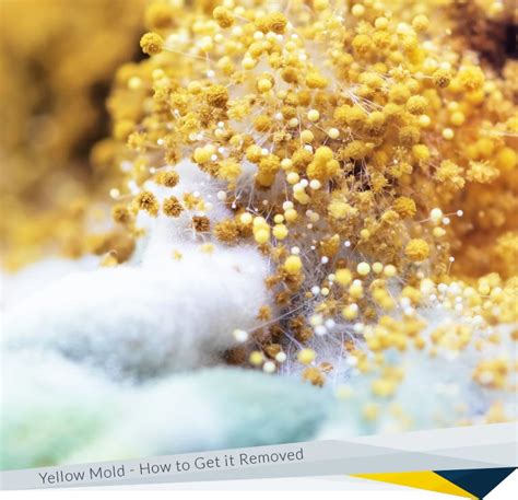 Signs of Yellow Mold and How to Get it Removed? | FDP Mold Remediation