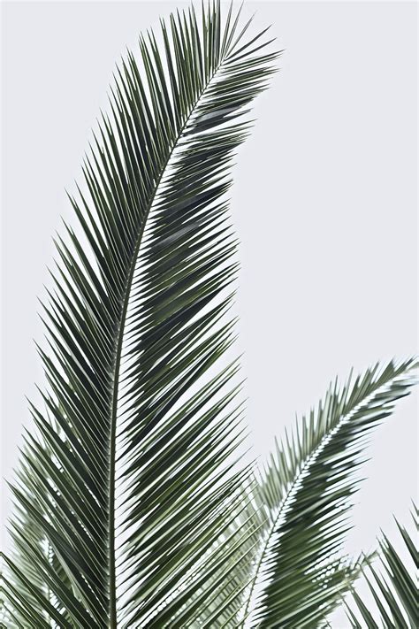 HD wallpaper: Palm Fronds, wallpaper, green, HD wallpaper, iphone ...