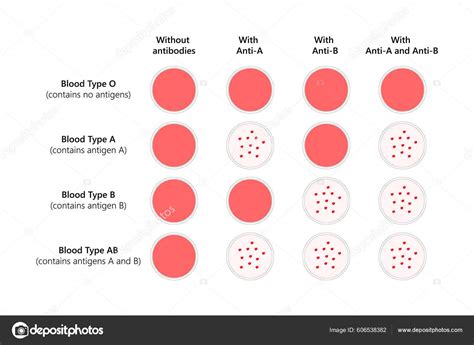 Blood Typing Abo Blood Types Stock Vector Image by ©AStepBioMed #606538382