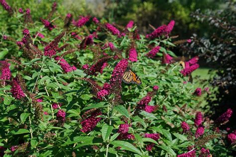 Butterfly Bush Pruning – Butterfly Bush Prune Method - Gardenfrontier