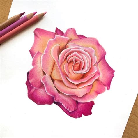 Fine colored rose sketching with pink petal, How to draw using pencil ...