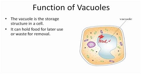 What Is The Function Of Vacuole In A Plant Cell? - The Gardeners World