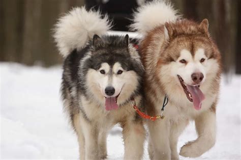 9 Alaskan Malamute Colors That Will Take Your Breath Away