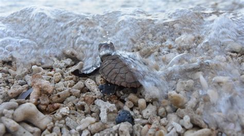 Davao Light releases remaining batch of pawikan hatchlings in Cleanergy ...