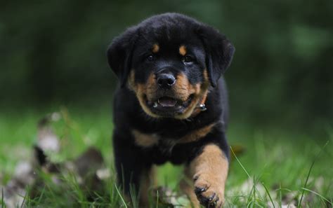 Rottweiler Puppies Wallpapers - 4k, HD Rottweiler Puppies Backgrounds ...