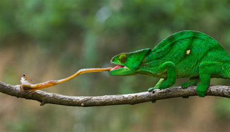 The Tongue-tastic Chameleon | Discover Animals