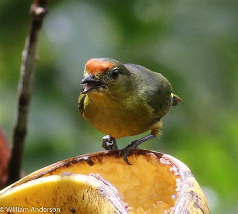 Spot-crowned Euphonia (Female) | billeuph | Flickr