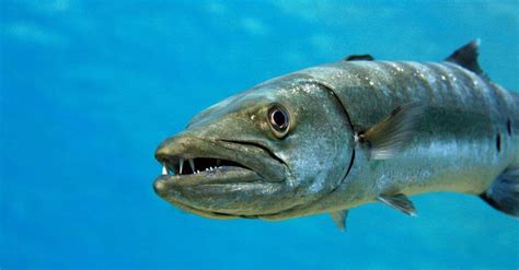 Barracuda Teeth: Everything You Need to Know - AZ Animals