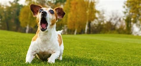 Dog Barking Sound | Free Sound Effects | Animal Sounds