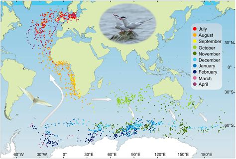 Arctic Tern Migration