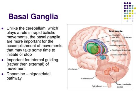 Basal Ganglia Role