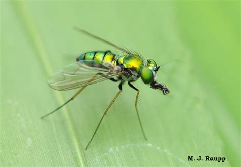 Coffee and long-legged flies, Dolichopodidae — Bug of the Week