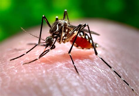 LSU experts aim to reduce effects of zika and mosquito-borne diseases