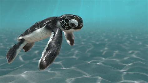 Baby Sea Turtles Wallpapers - Wallpaper Cave