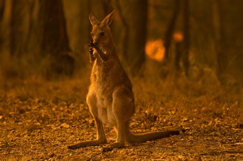 Australia | Protecting Our Animals- Both Domestic and Wild