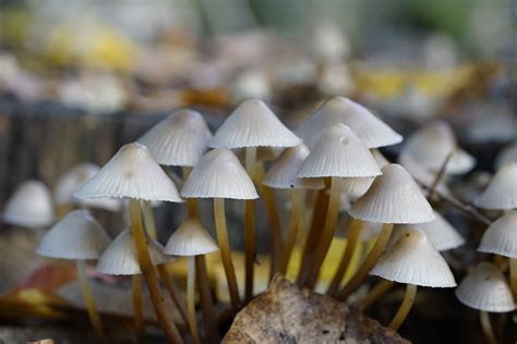 Mycena Mushrooms White Forest - Free photo on Pixabay - Pixabay