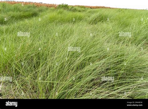 A beautiful green kans grass kash phool (in Bengali language) field in ...