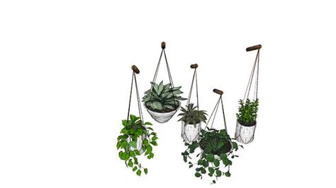 3D Warehouse | Hanging potted plants, Plants, Hanging plants outdoor